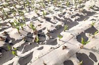 Die Kanarischen Inseln – Der Vulkan auf La Palma hat viele Bananenplantagen zerstört.