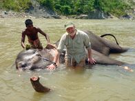 Expedition Himalaja – Picture shows: Dr George McGavin helps wash a domestic elephant in the jungles of southern Bhutan.