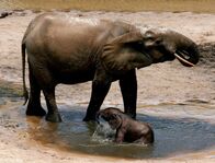 Mythos Kongo – Ein Waldelefantenkuh mit ihrem Kalb in Dzanga Bai – einer Lichtung, die auch "Dorf der Elefanten" genannt wird.