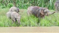 Expeditionen: Helden der Evolution – Asiatische Elefantenherde.