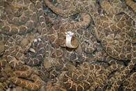 Python-Invasion – Do, 03.07., 08:05 Uhr