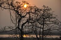 Wildes Indien – Kaziranga-Nationalpark, Assam, Indien: Pelikane sitzen während des Sonnenuntergangs in einem verworrenen Bombex-Baum und zeichnen sich als Silhouette ab.