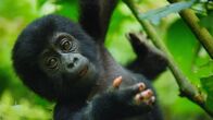 Wilde Tierbabys – Ein acht Monate altes Berggorillajunges im Bwindi-Regenwald in Uganda.