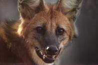Der Hund - Des Menschen bester Freund – Maned wolf