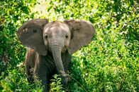 Wilde Tierbabys – Ein sieben Monate altes Elefantenjunges im Buffalo-Springs-Nationalreservat in Kenia.
