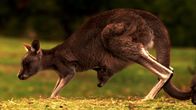 Tierische Freaks – Kangaroo and joey in pouch.