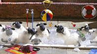Shaun das Schaf – Waschtag;