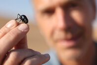 Faszination Erde – Klein aber oho: Onymacris unguicularis ist ein Käfer aus der Familie der Schwarzkäfer und lebt an einem der trockensten Orte unseres Planeten, in der Wüste Namib. Er hat eine außergewöhnliche Strategie entwickelt, um in der Wüste selbst geringste Wasservorkommen zu nutzen.