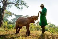 Ein perfekter Planet – Immer mehr Elefanten fallen der Dürre in Kenia zum Opfer. Manchmal können Jungtiere gerettet und in Auffangstationen von Hand aufgezogen werden.