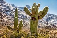 Unser grüner Planet – Der Saguaro-Kaktus aus Nordamerika kann große Wassermengen aufnehmen und speichern, wobei sich die Pflanze stark ausdehnt.