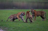 Kampf der Tiger – Sawai Madhopur, Rajasthan, India - Teera and Bijli, Krishna's daughters from the second litter, confront each other, for a final fight for territory, while Bhola watches from the side.
