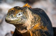 Galapagos – Galapagos-Landleguane sind robuste Tiere – sogar dornige Kakteengewächse stehen auf ihrem Speiseplan.