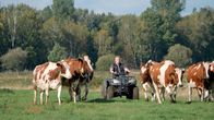 Lebenswege – Finn Strüven holt die Kühe von der Weide: Auf dem sumpfigen Gelände an der Wilsterau geht das am besten mit dem Quad.