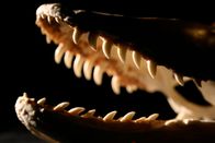Hunter Hunted – Close up of "bone clone" of Komodo Dragon skull, jawbones and teeth.