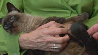 Der Katzenflüsterer – Jackson Galaxy nimmt sich "Problemkatzen" an. Er bringt Katzenbesitzern bei, dass Katzen ihren eigenen Bereich brauchen.