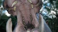Tierische Eroberer – Fr, 14.02., 07:50 Uhr
