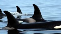 Wildtiere vor der Kamera – Orca