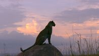 Afrikas Ikonen der Tierwelt – Leoparden sind Einzelgänger und jagen vor allen nachts.