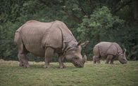 Zoo und so - Tierisch wild! – rhino and baby rhino