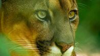 Wildes Peru – Tambopata, Madre De Dios, Peru - Ein Puma.