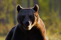 Unsere Wälder – Braunbären sind seltene Besucher unserer heimischen Wälder. Derzeit werden sie gelegentlich im Alpenraum gesichtet.
