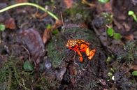 Kolumbien – An der Pazifikküste Kolumbiens ist auch der Pfeilgiftfrosch zu Hause.