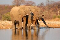 Animal Fight Club – Afrikanische Elefanten (Loxodonta africana) beim Trinken, Etosha-Nationalpark, Namibia