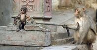 Spione im Tierreich – Ein erwachsener Rhesus-Makake prüft die Leidensfähigkeit eines Makakenbaby-Roboters.