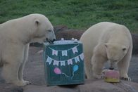 Zoogeflüster – Neva and Amelia enjoy decorations for their going away party.