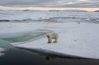Kielings wilde Welt – Eisbären jagen am liebsten auf dem Packeis. Doch der Klimawandel macht es ihnen schwer.