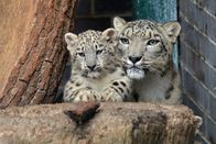 Zoo-Babies – Schneeleopardin Maja ist zum ersten Mal Mutter geworden. Die sieben Wochen alten Zwillingsmädchen sind ein bedeutender Zuchterfolg für den Tierpark Berlin. Maja lässt die Pfleger allerdings nur ungern an ihren Nachwuchs heran.