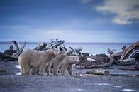 Alaska - Im Land der Bären – Eine Eisbärenfamilie bekommt dringend benötigte Nahrung von einem Walkadaver im äußersten Norden der Alaskan-Arktis.