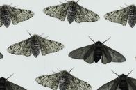 Darwin-Express - Evolution in Rekordzeit – Di, 21.10., 02:45 Uhr