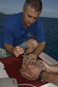 Steffens entdeckt – Dirk Steffens und Meeresbiologe Jamie Seymour haben einen giftigen Steinfisch gefangen.