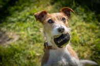 Inspector Barnaby – Barnabys Familienhund Paddy ist zwar süß, fällt aber durch deutliche Insubordinationsprobleme auf. Er wird ein Fall für die Hundetrainerin.