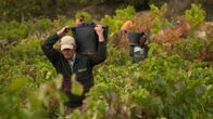 Große Erfindungen – Weinlese in Spanien
