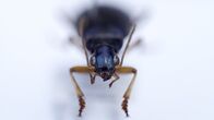 Wunder der Wissenschaft – Ein Laufkäfer, dessen Larven Frösche fressen.