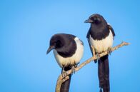 Elstern – Elstern sind monogam und bleiben ein Leben lang als Pärchen zusammen. Deshalb werden die ersten PartnerInnen auch sehr sorgfältig ausgesucht.