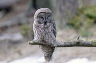 Yellowstone - Park der Extreme – Nach dem Winter wird die Jagd für die Vögel leichter.