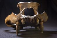 Das Eiszeit-Rätsel - Warum starben die Riesentiere aus? – Schädel eines eiszeitlichen Höhlenbären. Der Tierbestand wurde durch die frühen Menschen stark dezimiert.