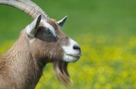 Tierisch schlau! – Von allen Nutztieren sind die Ziegen diejenigen, die ihren natürlichen Instinkten am nächsten geblieben sind.