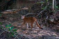 Terra X: Unser grüner Planet – Viele Wildtiere wie Pumas sind zurückgekehrt, nachdem auf einer ehemaligen Farm in Brasilien wieder Wald wachsen durfte.