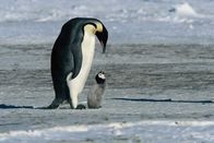 Die Reise der Pinguine – Eine weitere erstaunliche Eigenschaft der Kaiserpinguine ist ihre Fähigkeit, sich mit Hilfe der Stimme zu erkennen. Ein Küken kann seine Eltern bereits nach zwei Zehntel-Sekunden einer Melodie erkennen und es kann sie selbst dann identifizieren, wenn andere Pinguine um es herum laut singen ...