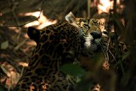 Wildes Mexiko – Belize - Jaguare sind in den Dschungeln Südmexikos und Mittelamerikas noch weit verbreitet.