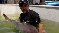 Zeb Hogans Monsterfische – In his quest to save the world's big fish, aquatic ecologist Zeb Hogan has wrangled what's currently the world's biggest known freshwater species, the Mekong Giant Catfish.