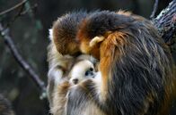 Wilde Tierreiche – Ein Goldstumpfnasenpärchen mit seinem Nachwuchs