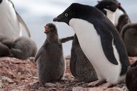 Tierbabys mit der Ente – Ein Adelie-Pinguinküken bettelt seine Eltern um Futter an. Adéliepinguine beeilen sich mit der Aufzucht der Jungen Copyright: SRF/BBC/Photodynamic / Shutterstock 2016
