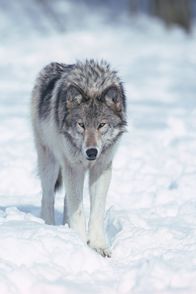 Hunter Hunted – Gray Wolf.