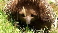 Waffen der Tiere – Der Kurzschnabeligel ist gut gegen Fressfeinde geschützt.