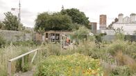 Querbeet extra – Am Anfang war nur Asphalt und Schutt. Heute wachsen hier Tomaten. In einem berüchtigten Viertel von Dublin ist 2010 ein Community Garden entstanden, der Menschen zusammenbringt, die sich sonst vielleicht nie getroffen hätten.
